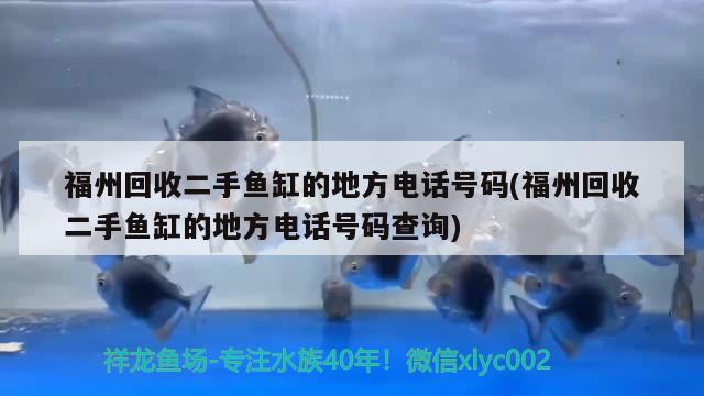 福州回收二手魚缸的地方電話號碼(福州回收二手魚缸的地方電話號碼查詢) 非洲金鼓魚