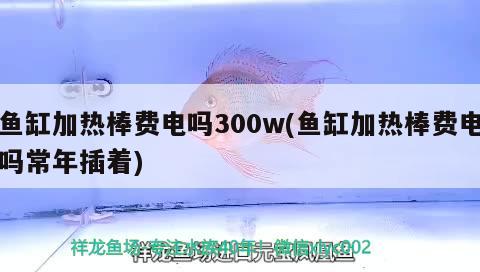 魚缸加熱棒費(fèi)電嗎300w(魚缸加熱棒費(fèi)電嗎常年插著) 粗線銀版魚