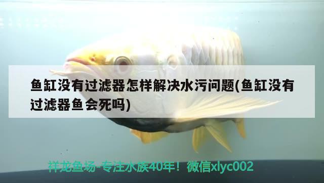 魚缸沒有過濾器怎樣解決水污問題(魚缸沒有過濾器魚會死嗎) 除藻劑