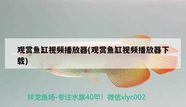 觀賞魚缸視頻播放器(觀賞魚缸視頻播放器下載)