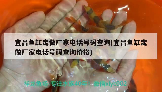 宜昌魚缸定做廠家電話號碼查詢(宜昌魚缸定做廠家電話號碼查詢價格) 蝴蝶鯉