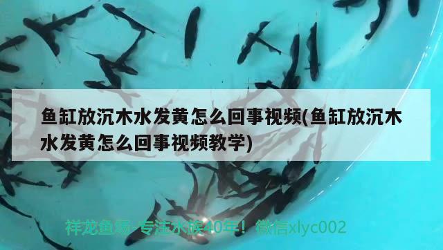 魚缸放沉木水發(fā)黃怎么回事視頻(魚缸放沉木水發(fā)黃怎么回事視頻教學(xué))