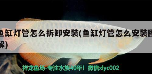 魚缸燈管怎么拆卸安裝(魚缸燈管怎么安裝圖解) 薩伊藍魚 第2張