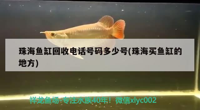 珠海魚缸回收電話號碼多少號(珠海買魚缸的地方) 三間鼠魚