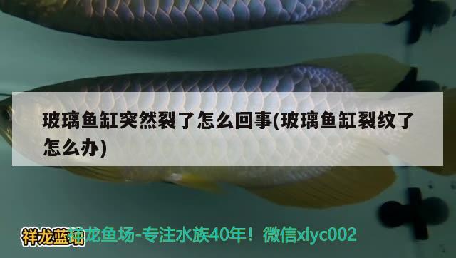 玻璃魚缸突然裂了怎么回事(玻璃魚缸裂紋了怎么辦)