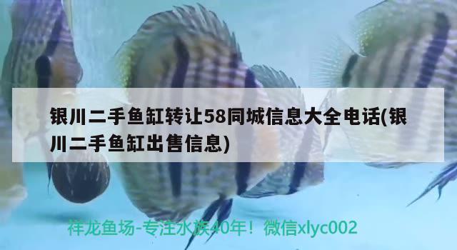 銀川二手魚缸轉(zhuǎn)讓58同城信息大全電話(銀川二手魚缸出售信息) 金龍魚百科