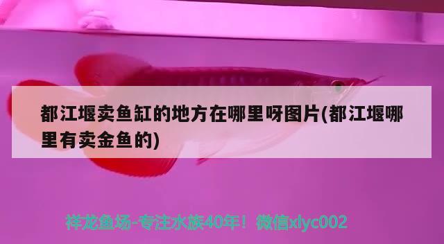 都江堰賣魚缸的地方在哪里呀圖片(都江堰哪里有賣金魚的) 黃金斑馬魚