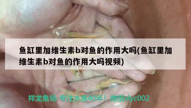 魚缸里加維生素b對魚的作用大嗎(魚缸里加維生素b對魚的作用大嗎視頻)