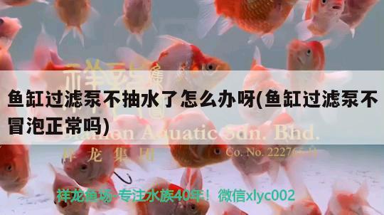 魚缸過濾泵不抽水了怎么辦呀(魚缸過濾泵不冒泡正常嗎)