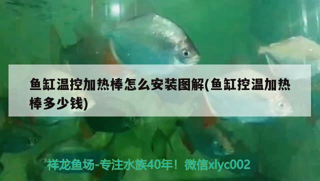 魚缸溫控加熱棒怎么安裝圖解(魚缸控溫加熱棒多少錢) 鸚鵡魚