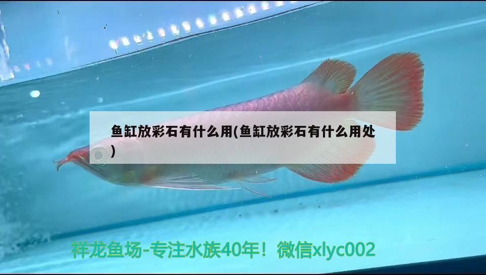 魚(yú)缸放彩石有什么用(魚(yú)缸放彩石有什么用處)