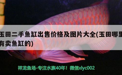 玉田二手魚缸出售價(jià)格及圖片大全(玉田哪里有賣魚缸的) 紅尾平克魚