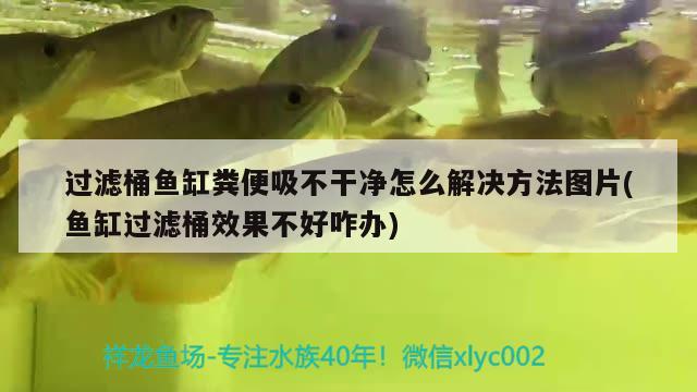 過濾桶魚缸糞便吸不干凈怎么解決方法圖片(魚缸過濾桶效果不好咋辦) 白子球鯊魚