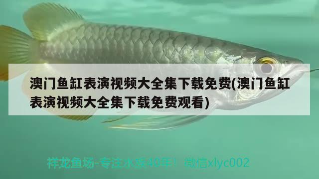 澳門(mén)魚(yú)缸表演視頻大全集下載免費(fèi)(澳門(mén)魚(yú)缸表演視頻大全集下載免費(fèi)觀看)