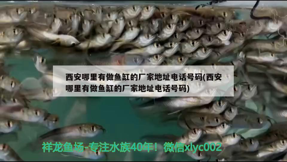 西安哪里有做魚缸的廠家地址電話號(hào)碼(西安哪里有做魚缸的廠家地址電話號(hào)碼) 藍(lán)底過(guò)背金龍魚