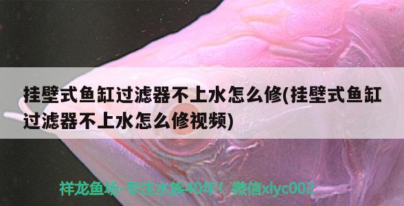 掛壁式魚缸過濾器不上水怎么修(掛壁式魚缸過濾器不上水怎么修視頻) 玫瑰銀版魚