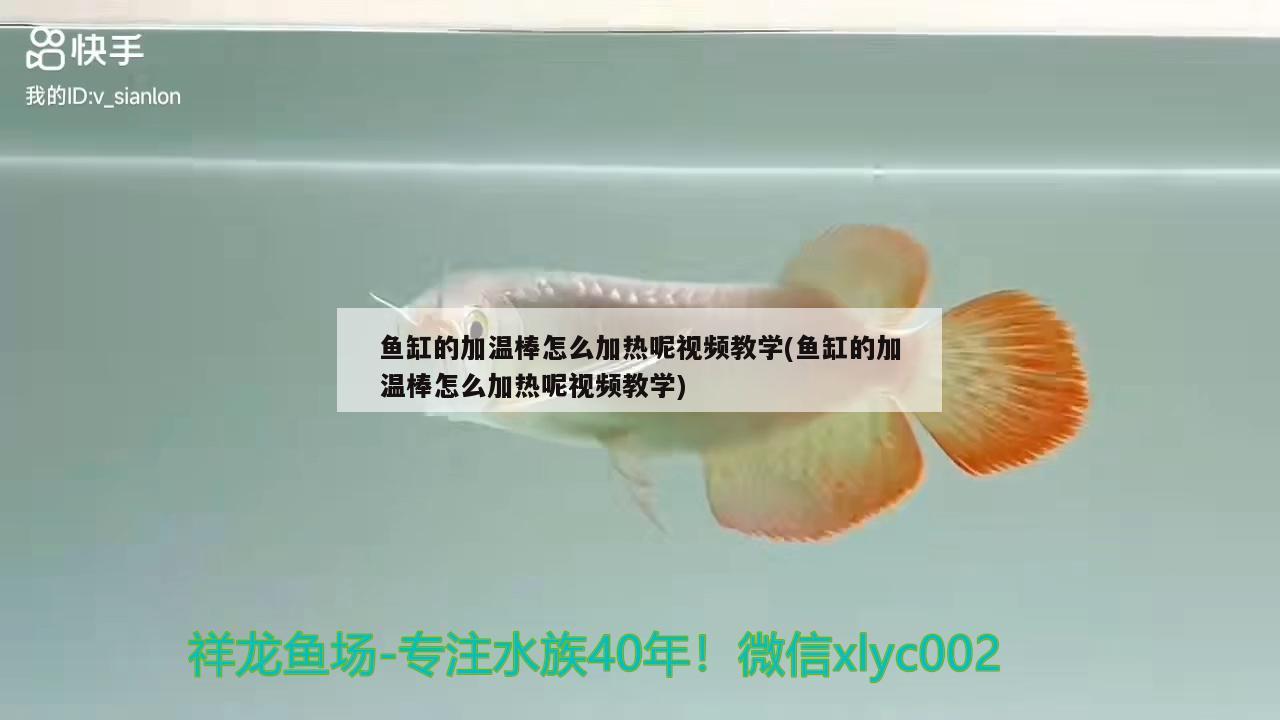 魚缸的加溫棒怎么加熱呢視頻教學(魚缸的加溫棒怎么加熱呢視頻教學)