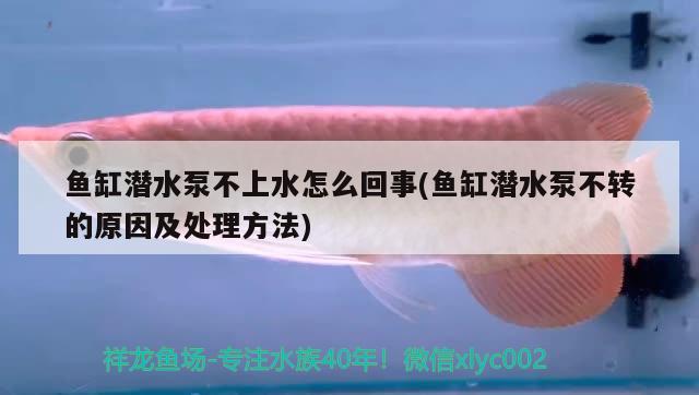 魚(yú)缸潛水泵不上水怎么回事(魚(yú)缸潛水泵不轉(zhuǎn)的原因及處理方法)