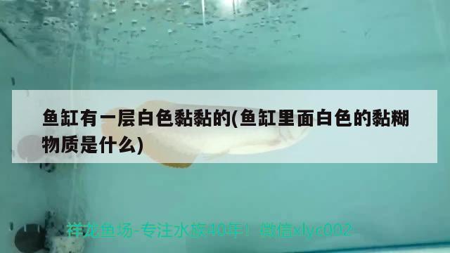 魚缸有一層白色黏黏的(魚缸里面白色的黏糊物質(zhì)是什么)