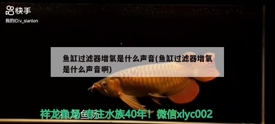 魚缸過濾器增氧是什么聲音(魚缸過濾器增氧是什么聲音啊) 過背金龍魚