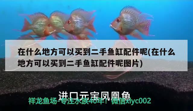 在什么地方可以買到二手魚缸配件呢(在什么地方可以買到二手魚缸配件呢圖片) 養(yǎng)魚的好處