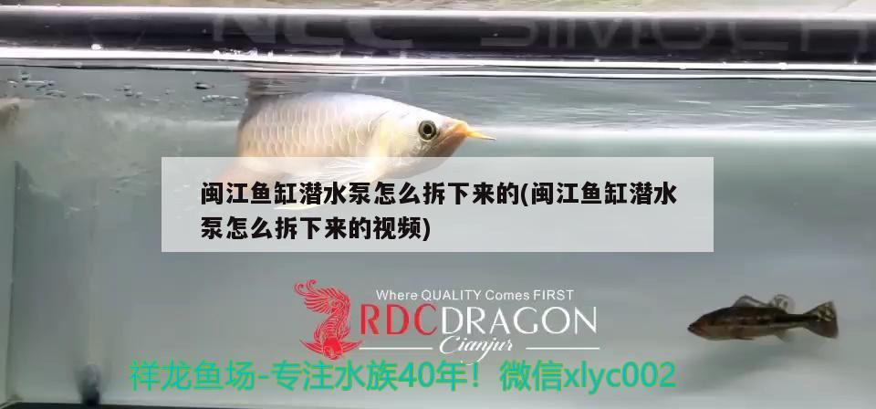 閩江魚(yú)缸潛水泵怎么拆下來(lái)的(閩江魚(yú)缸潛水泵怎么拆下來(lái)的視頻) 細(xì)線銀版魚(yú)