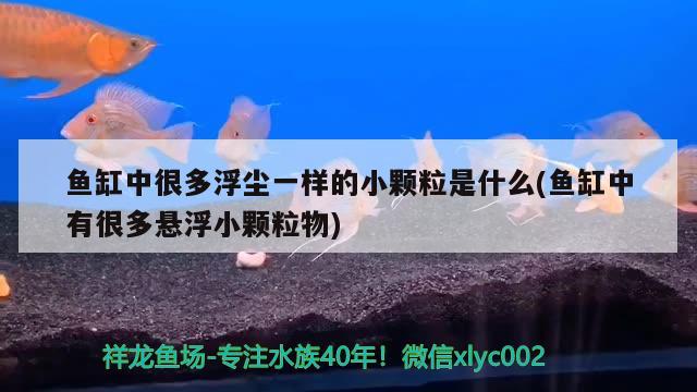 魚缸中很多浮塵一樣的小顆粒是什么(魚缸中有很多懸浮小顆粒物) 狗仔招財貓魚