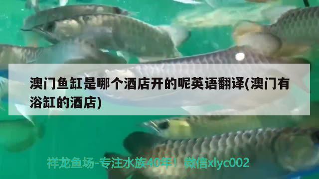 澳門魚缸是哪個(gè)酒店開的呢英語(yǔ)翻譯(澳門有浴缸的酒店)