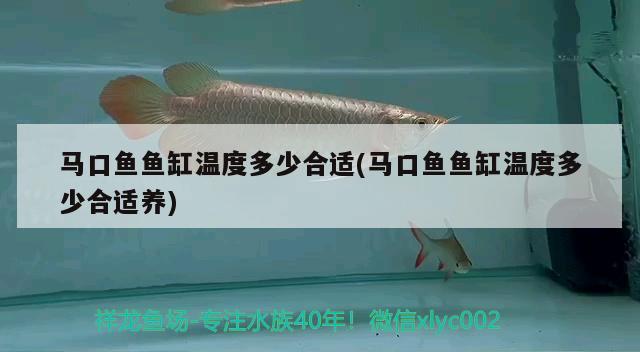 馬口魚魚缸溫度多少合適(馬口魚魚缸溫度多少合適養(yǎng)) 羅漢魚