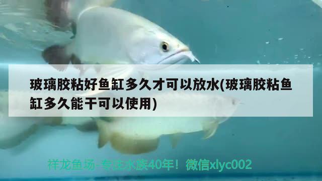 玻璃膠粘好魚缸多久才可以放水(玻璃膠粘魚缸多久能干可以使用)