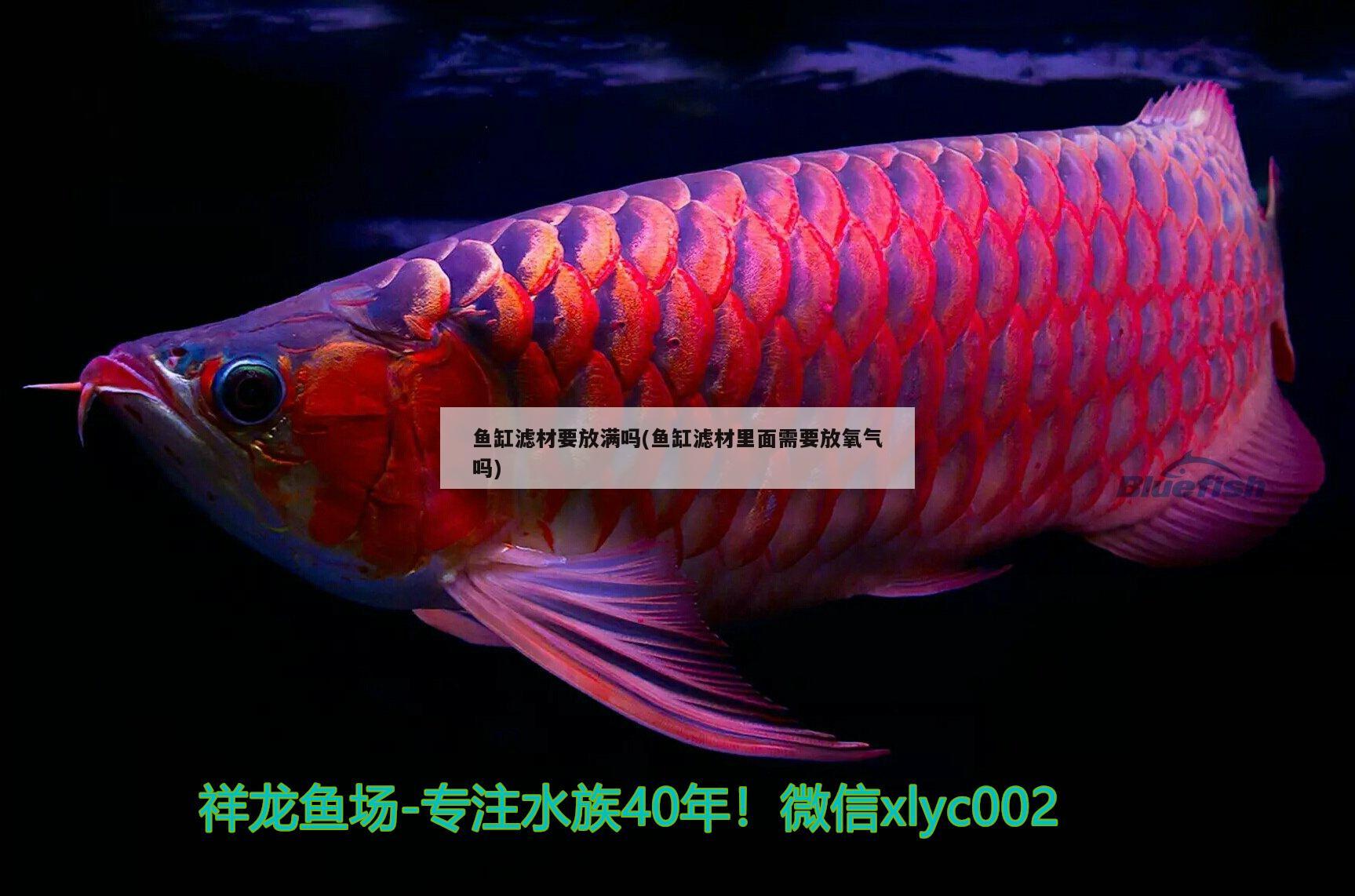 魚缸濾材要放滿嗎(魚缸濾材里面需要放氧氣嗎)