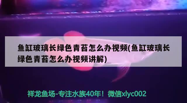 魚缸玻璃長綠色青苔怎么辦視頻(魚缸玻璃長綠色青苔怎么辦視頻講解)