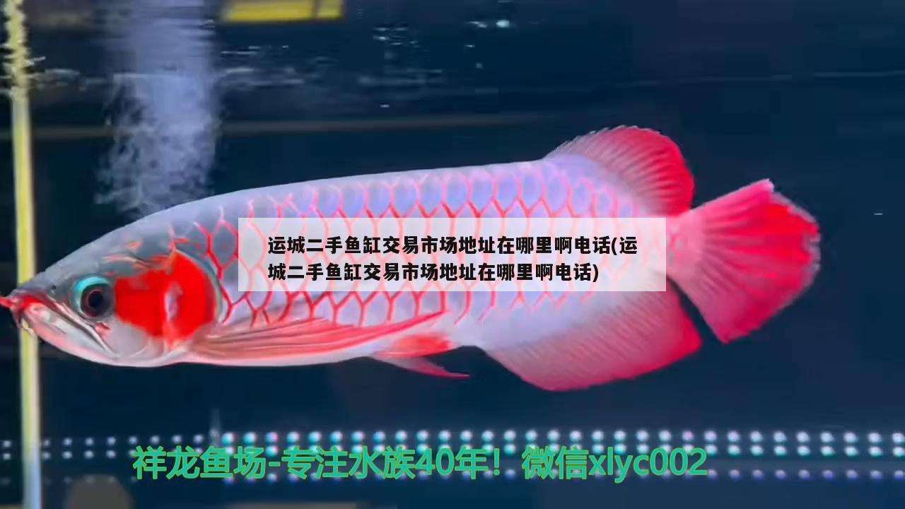 運(yùn)城二手魚缸交易市場地址在哪里啊電話(運(yùn)城二手魚缸交易市場地址在哪里啊電話) 白子黃化銀龍魚