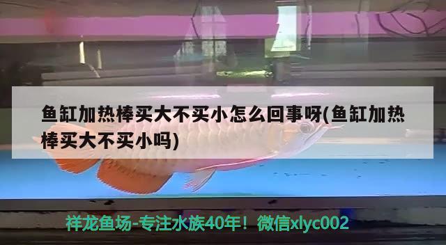 魚缸加熱棒買大不買小怎么回事呀(魚缸加熱棒買大不買小嗎) 狗仔招財貓魚