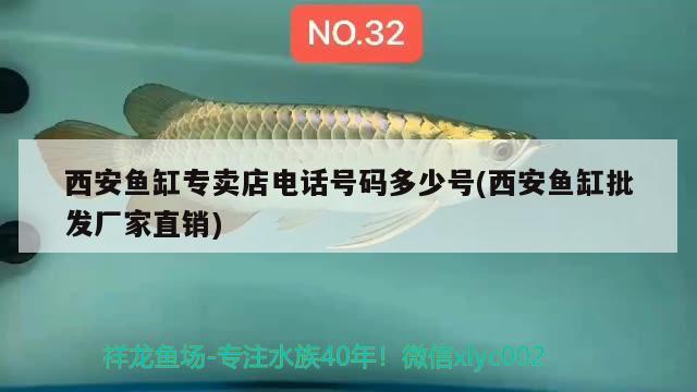 西安魚缸專賣店電話號碼多少號(西安魚缸批發(fā)廠家直銷) 七紋巨鯉魚