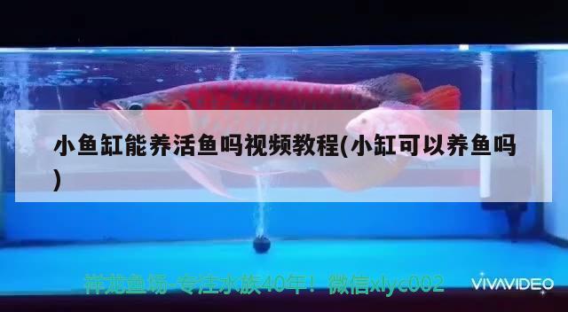 小魚(yú)缸能養(yǎng)活魚(yú)嗎視頻教程(小缸可以養(yǎng)魚(yú)嗎)