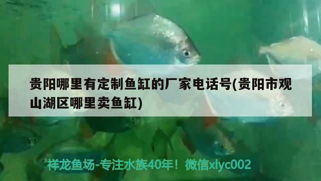 貴陽(yáng)哪里有定制魚(yú)缸的廠(chǎng)家電話(huà)號(hào)(貴陽(yáng)市觀(guān)山湖區(qū)哪里賣(mài)魚(yú)缸) 月光鴨嘴魚(yú)苗