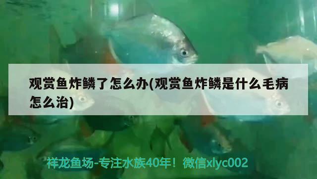 觀賞魚炸鱗了怎么辦(觀賞魚炸鱗是什么毛病怎么治) 白寫錦鯉魚