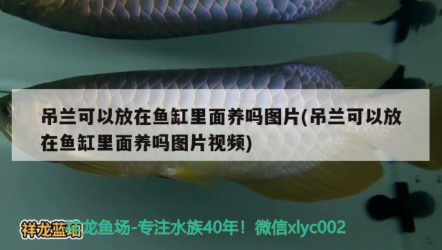 吊蘭可以放在魚缸里面養(yǎng)嗎圖片(吊蘭可以放在魚缸里面養(yǎng)嗎圖片視頻) 大白鯊魚苗