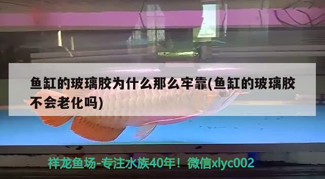 魚(yú)缸的玻璃膠為什么那么牢靠(魚(yú)缸的玻璃膠不會(huì)老化嗎) 大嘴鯨魚(yú) 第1張