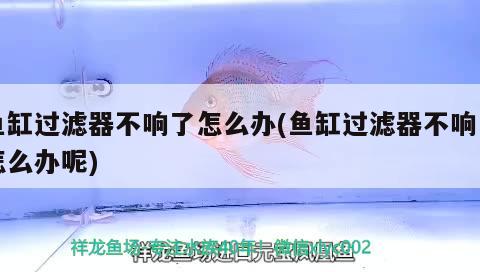 魚缸過濾器不響了怎么辦(魚缸過濾器不響了怎么辦呢)