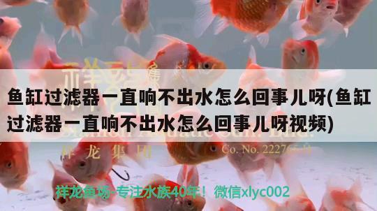 魚缸過濾器一直響不出水怎么回事兒呀(魚缸過濾器一直響不出水怎么回事兒呀視頻)