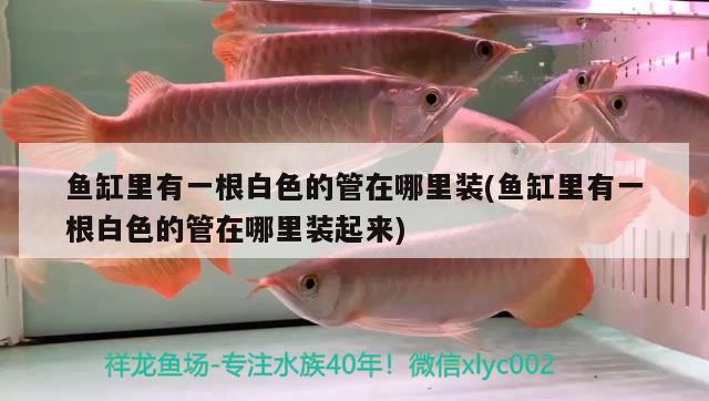 魚缸里有一根白色的管在哪里裝(魚缸里有一根白色的管在哪里裝起來(lái))