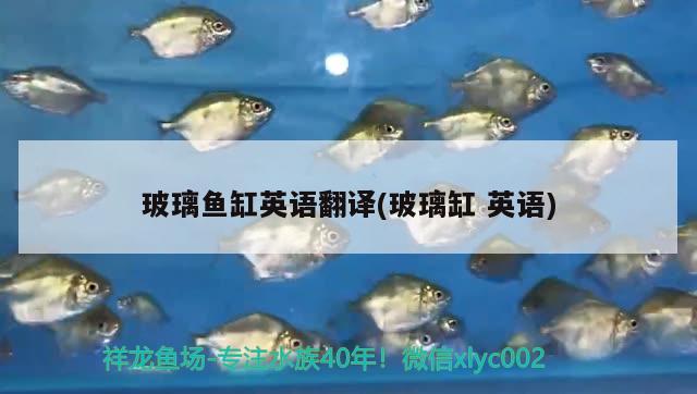 玻璃魚缸英語翻譯(玻璃缸英語) 杰西卡恐龍魚