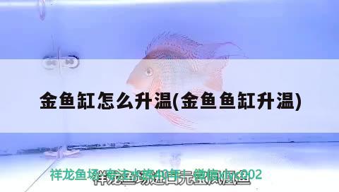 金魚缸怎么升溫(金魚魚缸升溫)