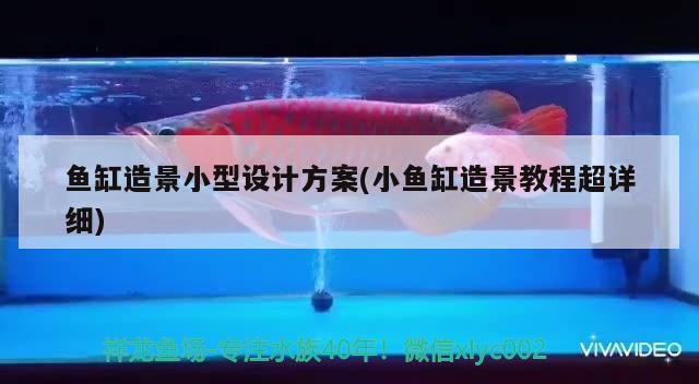 魚缸造景小型設計方案(小魚缸造景教程超詳細) 蝴蝶鯉