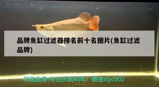 品牌魚缸過濾器排名前十名圖片(魚缸過濾品牌)