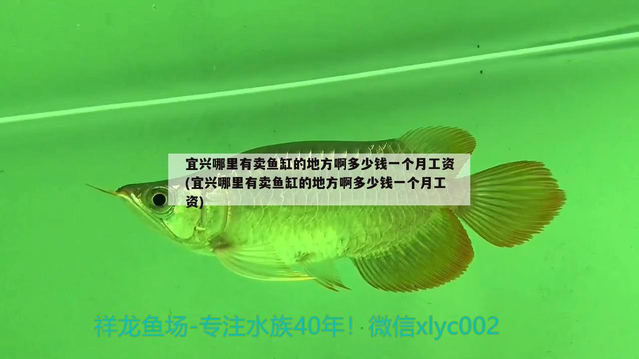 宜興哪里有賣魚缸的地方啊多少錢一個(gè)月工資(宜興哪里有賣魚缸的地方啊多少錢一個(gè)月工資) 虎紋銀版魚