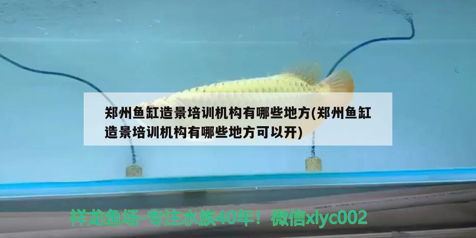 鄭州魚缸造景培訓(xùn)機(jī)構(gòu)有哪些地方(鄭州魚缸造景培訓(xùn)機(jī)構(gòu)有哪些地方可以開)