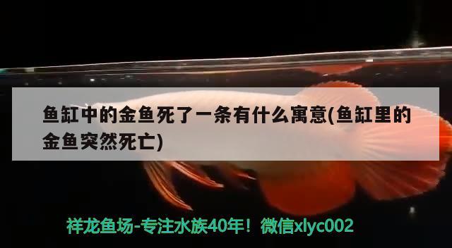 魚缸中的金魚死了一條有什么寓意(魚缸里的金魚突然死亡) 錦鯉魚百科